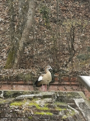 Alopochen aegyptiaca