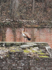 Alopochen aegyptiaca