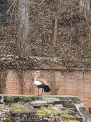 Alopochen aegyptiaca