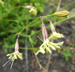 Silene dagestanica
