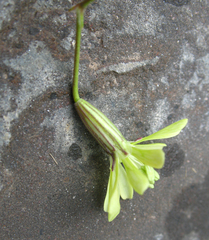 Silene dagestanica
