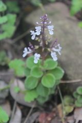 Plectranthus purpuratus