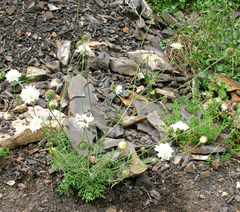 Scabiosa bipinnata