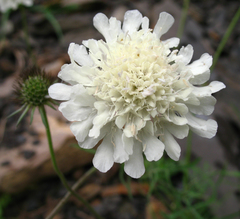 Scabiosa bipinnata