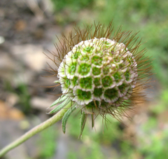 Scabiosa bipinnata
