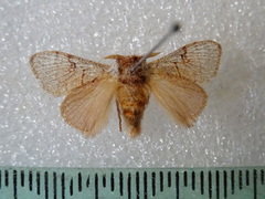 Parasoidea