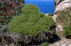 Carthamus balearicus