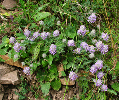 Ziziphora puschkinii