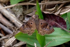 Chiomara basigutta