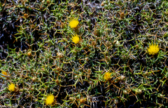 Carthamus balearicus