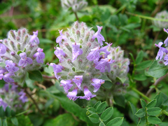 Ziziphora puschkinii