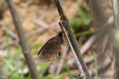 Chiomara basigutta