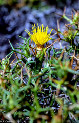 Carthamus balearicus