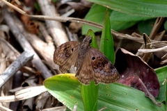 Chiomara basigutta