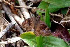 Chiomara basigutta