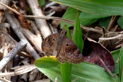 Chiomara basigutta