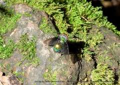 Blepharicnema splendens