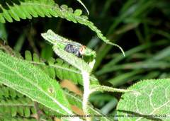 Blepharicnema splendens