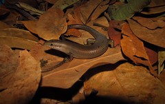 Trachylepis boulengeri