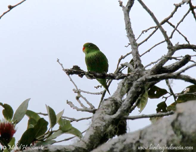 Pygmy Lorikeet illustration