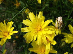 Crepis sonchifolia