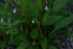 Viola lanceolata