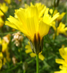 Crepis sonchifolia