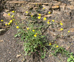 Crepis sonchifolia