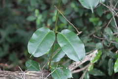 Ischnolepis natalensis