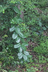 Ischnolepis natalensis