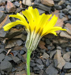 Crepis sonchifolia