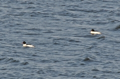 Mergus merganser