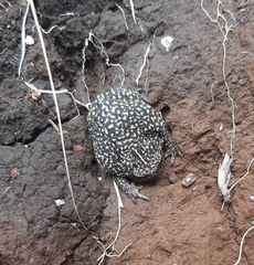 Breviceps verrucosus