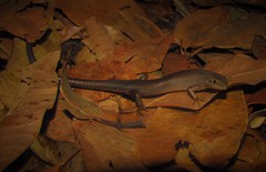 Trachylepis boulengeri