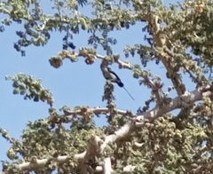 Nectarinia famosa