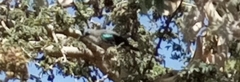 Nectarinia famosa