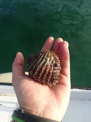 Acanthocardia aculeata