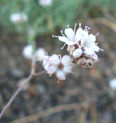 Gypsophila capitata