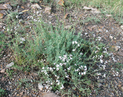 Gypsophila capitata
