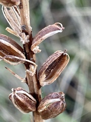 Neottieae