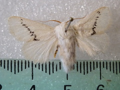 Anaxidia lactea