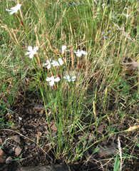 Dianthus daghestanicus