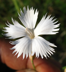 Dianthus daghestanicus