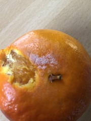 Penicillium