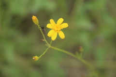 Cineraria atriplicifolia
