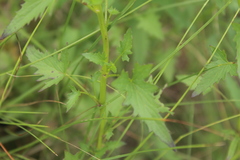 Cineraria atriplicifolia