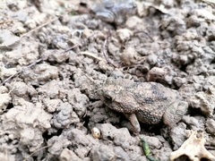 Rhinella beebei