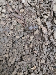 Rhinella beebei