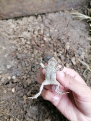 Rhinella beebei