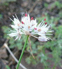 Allium saxatile